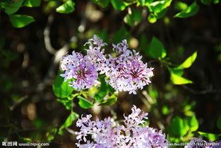 国产丁香图片视频网站