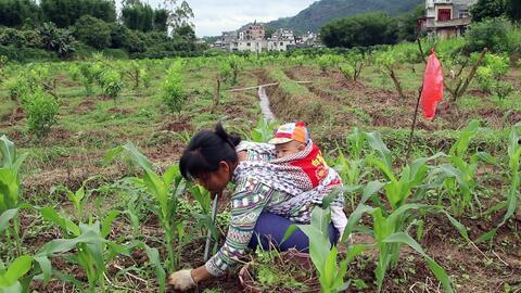 国产女人玉米地视频,揭秘乡村风情与生活画卷
