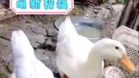 鸭孑a国产视频,国产视频中的青春记忆与时代变迁