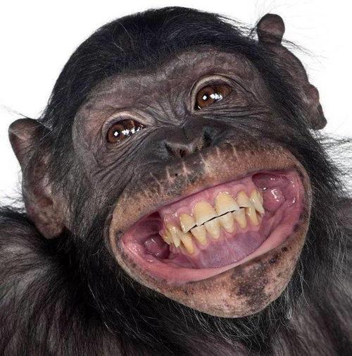 国产大猩猩刺客视频大全,惊险刺激的极限挑战视频大盘点