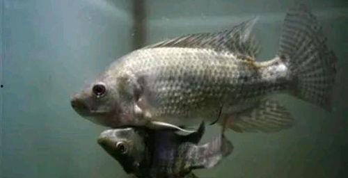 国产鱼变异咬人视频大全,国产变异鱼咬人事件视频大盘点