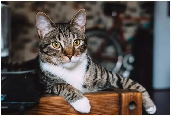 国产狸花猫视频大全,视频大全中的萌态百态