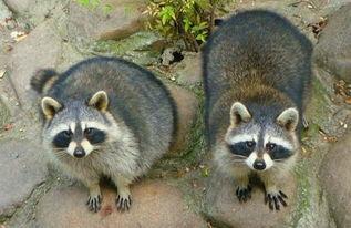 国产浣熊怎么养殖的视频,视频教程详解