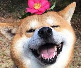 小奶狗国产动漫视频大全,国产萌宠集结，治愈系视频大盘点