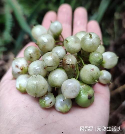 国产榛子介绍大全视频,品味家乡的坚果珍品